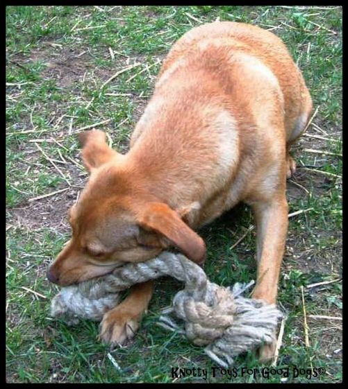 Lulu with KNotty Toy~2