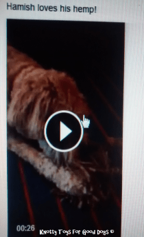 Hamish love his hemp_ Barb Shaw