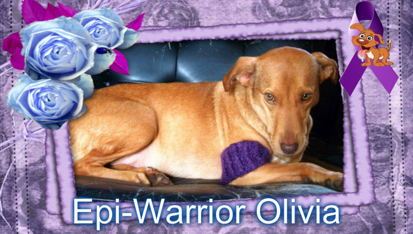 10960120_915794508455095_6258098550225504108_o