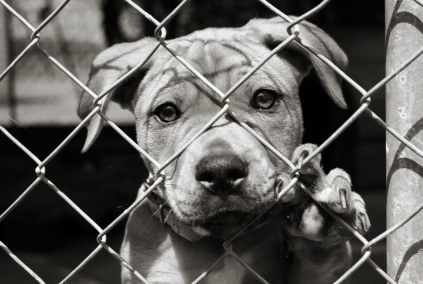 pup-behind-fence-45163937