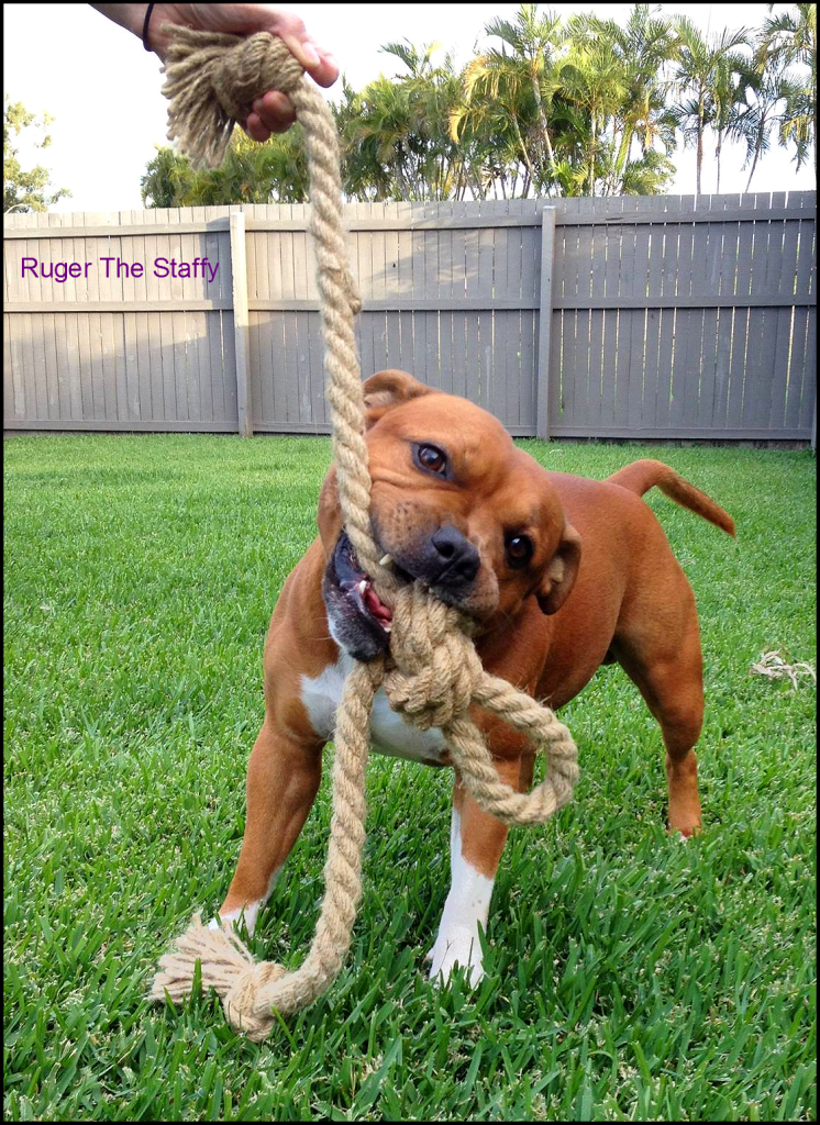 10915035_10205352492750231_1791039396402752392_ob