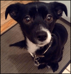 Bowie _ Francis De Ruisseauxb