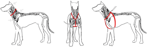 collar vs harness dog-skeleton_large