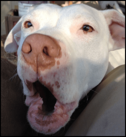 Snow and her Kittie Crewb