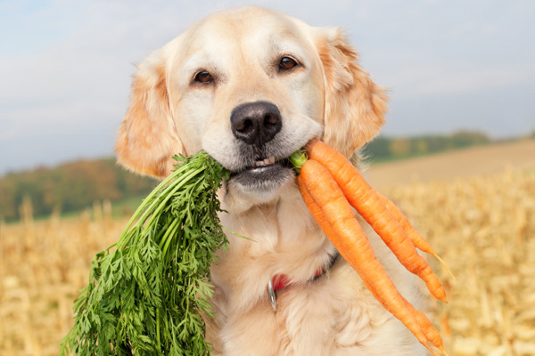 are-carrots-good-for-dogs