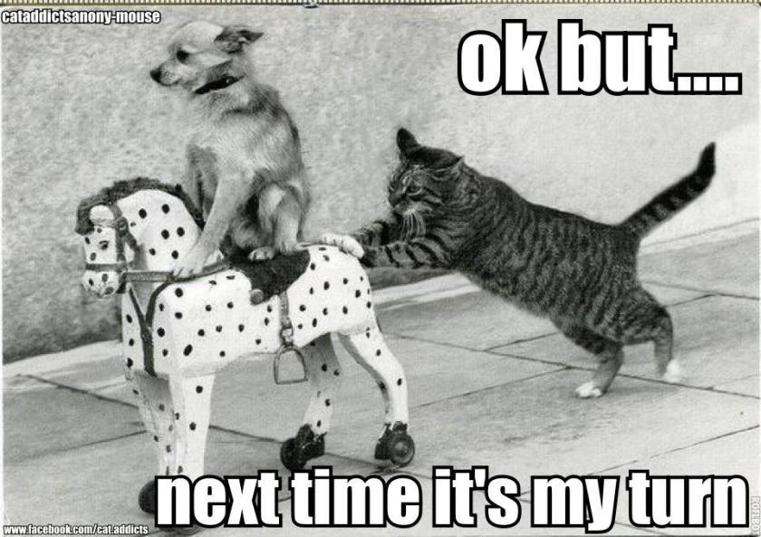cat-pushing-dog-on-toy-horse-funny-dog-photo-with-captions