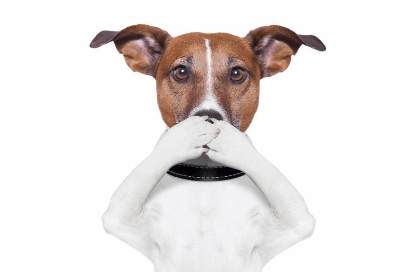 Dog hiding mouth
