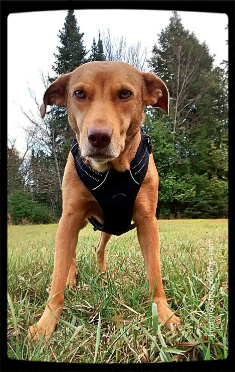 Olivia November 2015