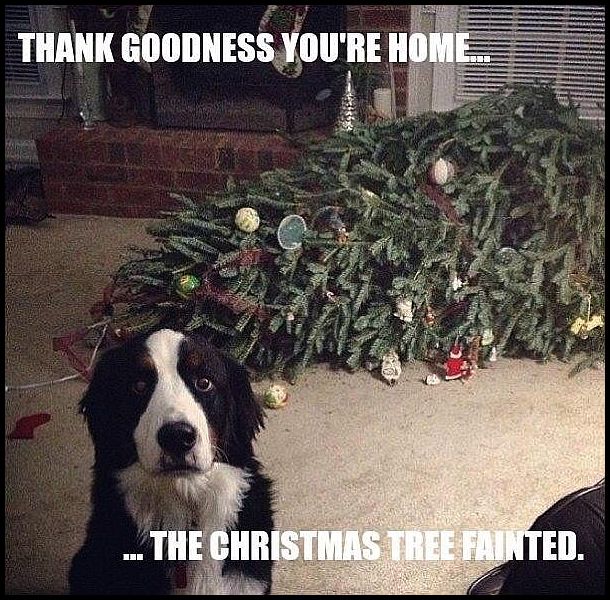 dog-tree-funny