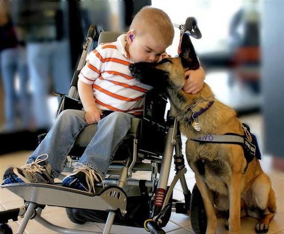 german-shepherd-service-dog