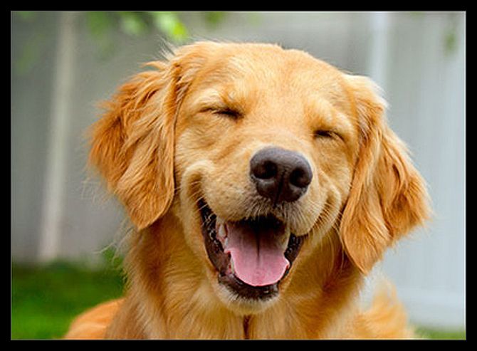 golen retriever funny2b
