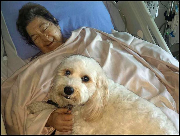 pet-hospital-visit-1