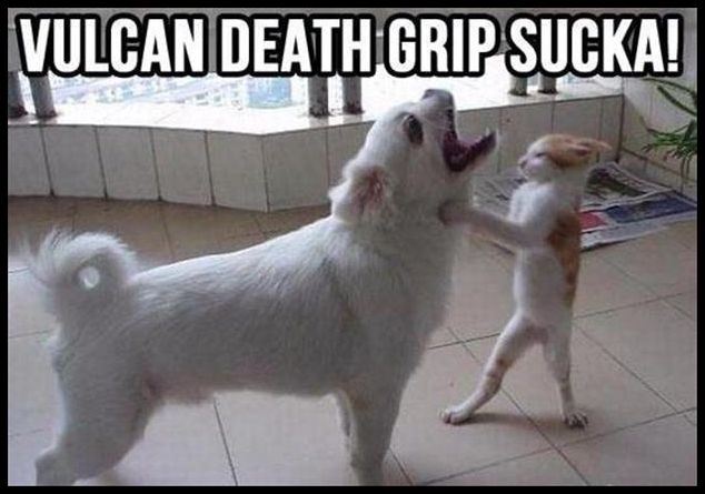 funny-animal-pictures-cat-fighting-dog