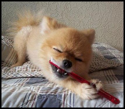 dog-brushing-teeth