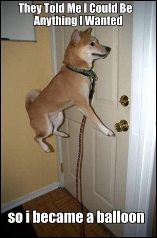 funny-dog-balloon-funny-meme