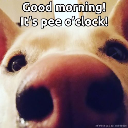 12734002_1344485102250773_9208644883425535746_n