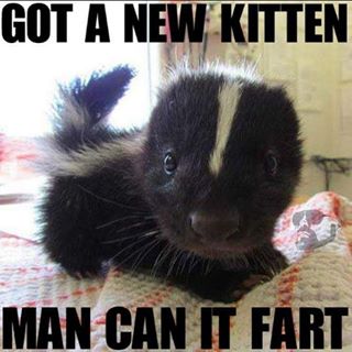 baby skunk