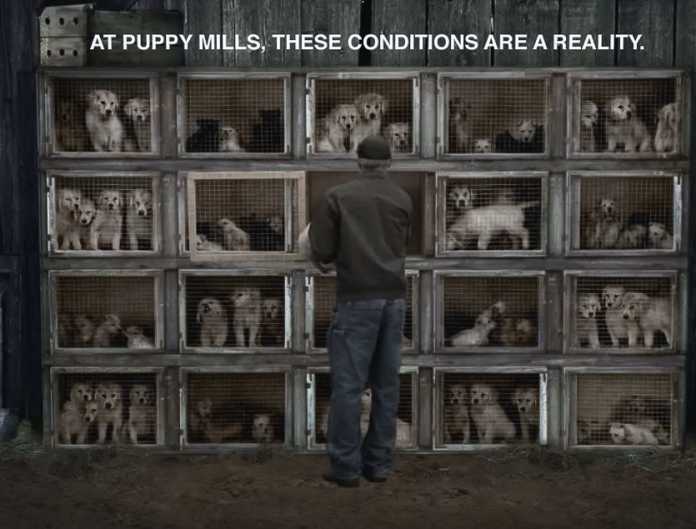 reality-of-puppy-mills-696x529