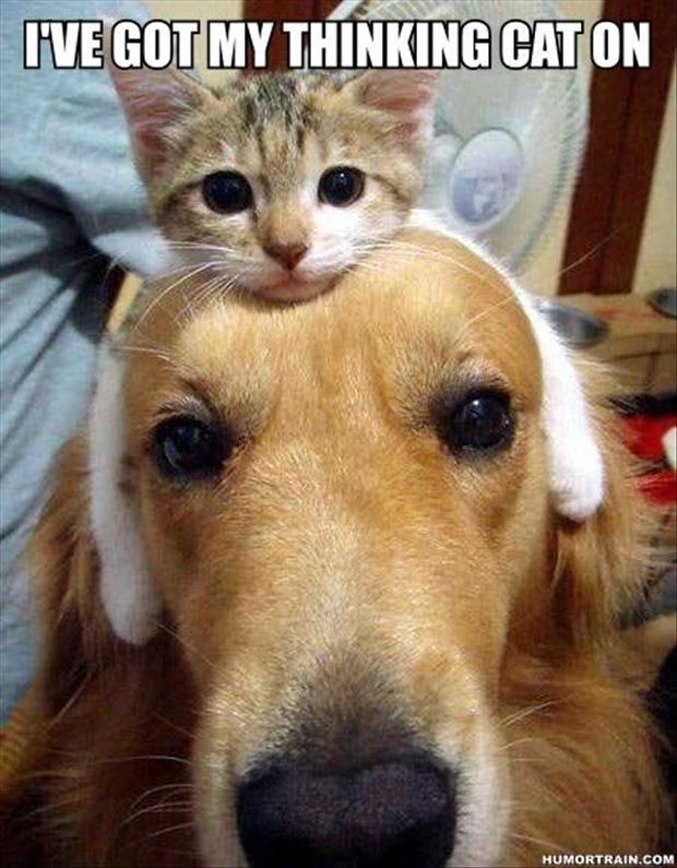 funny-dog-and-cats