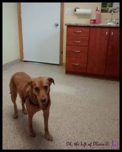 10842083_921990691168810_4999319019665212825_o