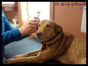 11057453_921990484502164_1022321976228830712_o