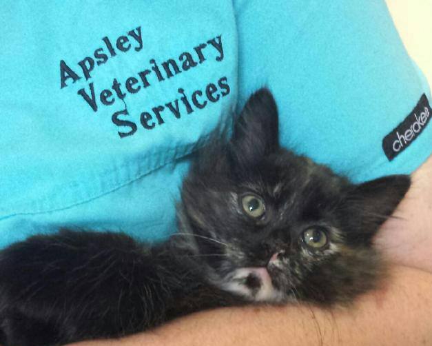 11401106_1044449595579728_4406380243309644801_n