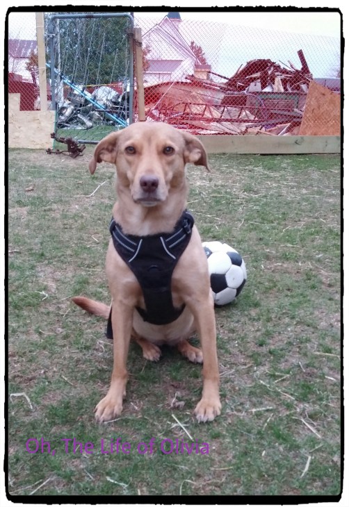 Fotor_146193986254769