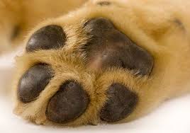 paw