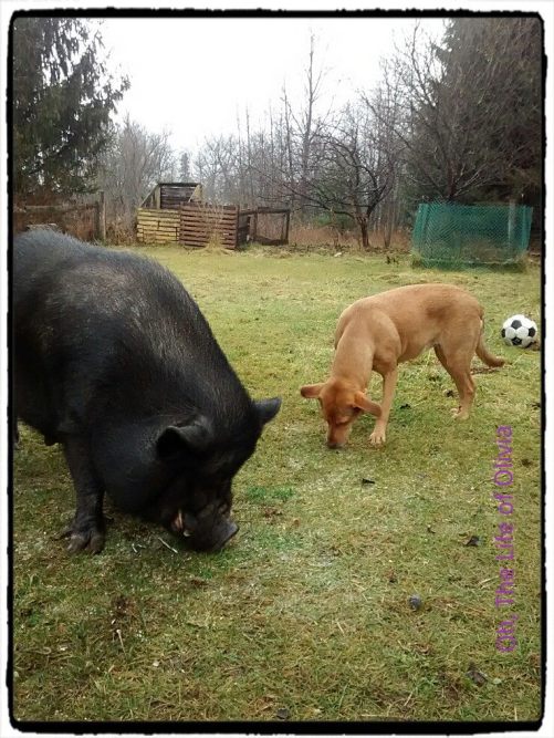 12356884_1057452270955984_4770068564218680459_o