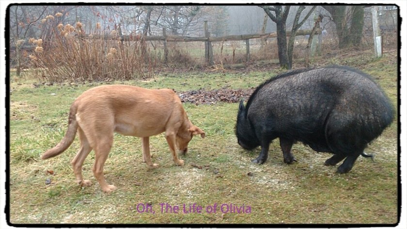 774980_1060101767357701_4383798556782906743_o