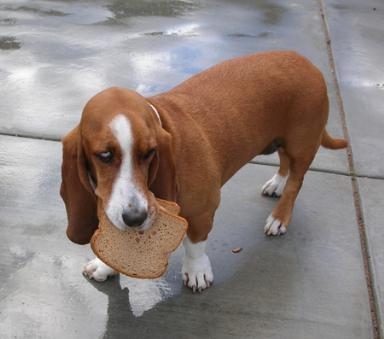 bread-basset