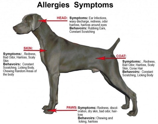 dog-allergy