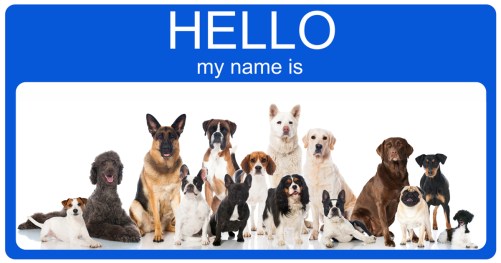 name-for-a-dog
