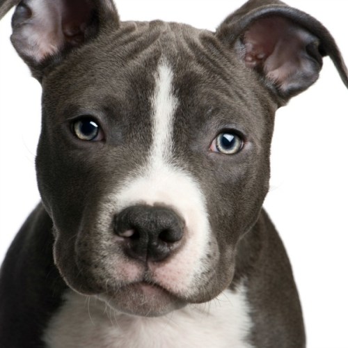 pit_bull_puppy_l1