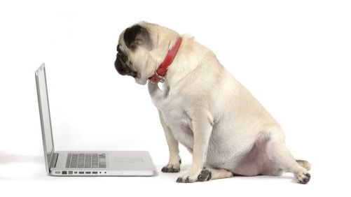 dog on computer