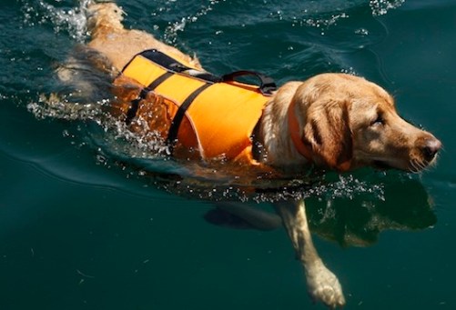 dog-swimming