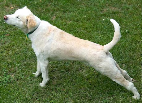 dog_stretchingup2
