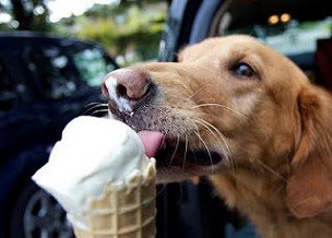 dogs-eat-ice-cream1