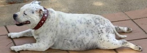 fat-dog