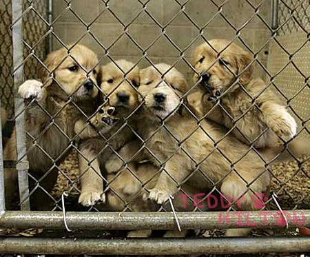 puppy-mill