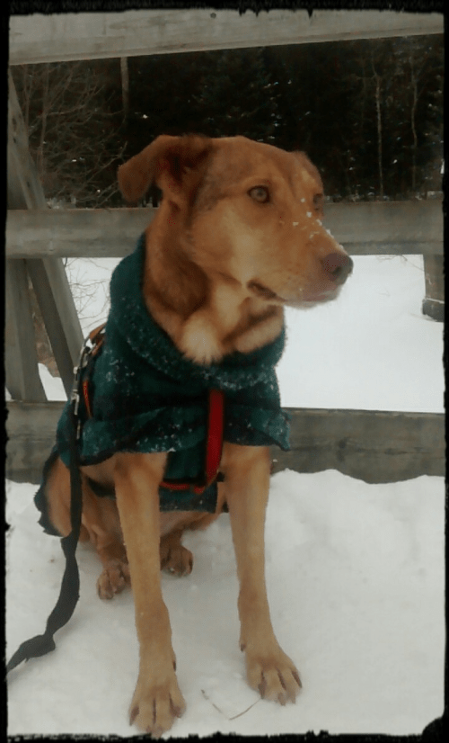 10922315_906044416096771_8522445675379664524_o