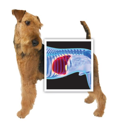 detox-your-dogs-liver