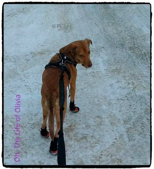 fotor_145254028505976