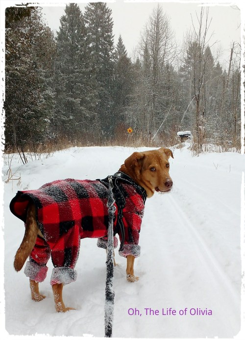 fotor_145556161028035