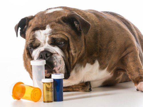 dog-medicine
