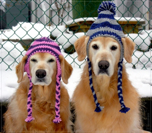winter-dogs