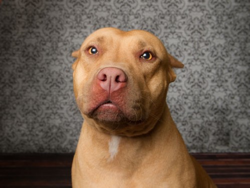 Pitbull dog looking at camera