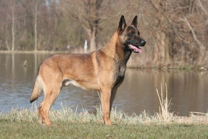 belgian-malinois