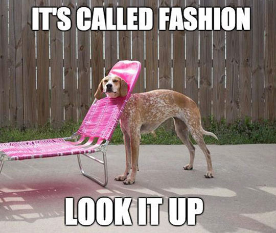 A dog in a deck chair