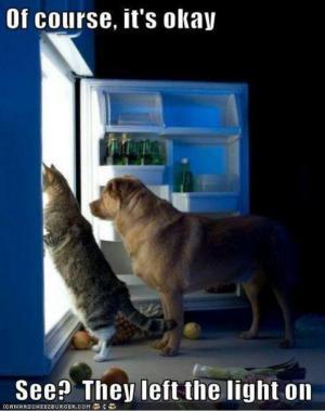 Dog & cat looking in fridge